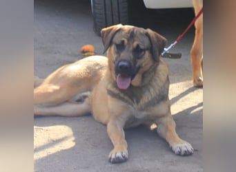 Ralph wartet auf seine Menschen