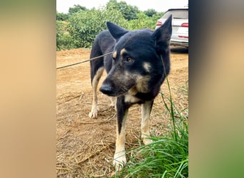 Hübscher Tanos sucht seine Menschen