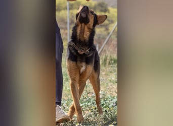 Göttlicher HORUS sucht seine Jünger