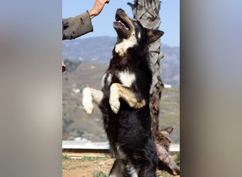 Hübscher Tanos sucht seine Menschen