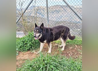 Hübscher TANOS sucht seine Menschen