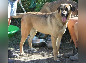 Ralph wartet auf seine Menschen