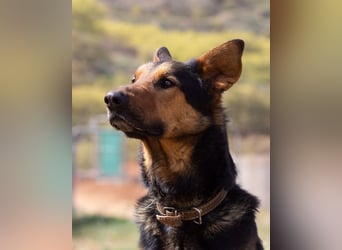 Göttlicher HORUS sucht seine Jünger