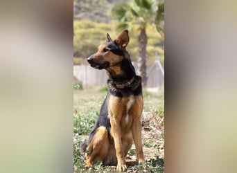 Göttlicher HORUS sucht seine Jünger