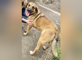 Goldstück RALPH wartet auf dich