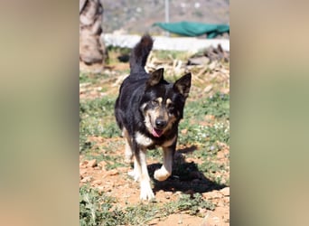 Hübscher TANOS sucht seine Menschen