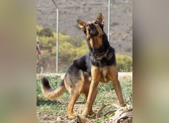 Göttlicher HORUS sucht seine Jünger