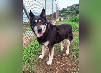 Hübscher Tanos sucht seine Menschen