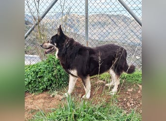 Hübscher TANOS sucht seine Menschen