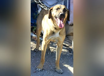 Goldstück RALPH wartet auf dich