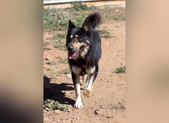 Hübscher TANOS sucht seine Menschen