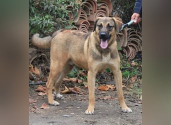 Ralph wartet auf seine Menschen