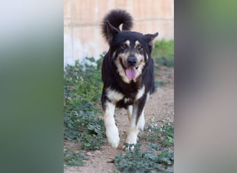 Hübscher TANOS sucht seine Menschen