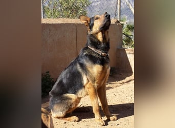 Göttlicher HORUS sucht seine Jünger