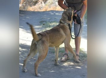 Goldstück RALPH wartet auf dich