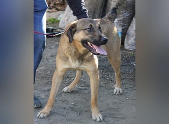 Goldstück RALPH wartet auf dich