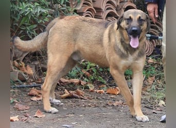 Goldstück RALPH wartet auf dich