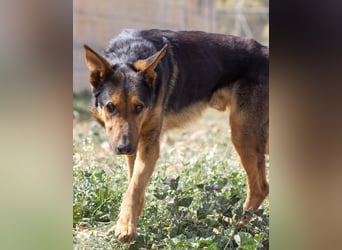 Göttlicher HORUS sucht seine Jünger