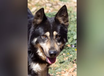 Hübscher Tanos sucht seine Menschen