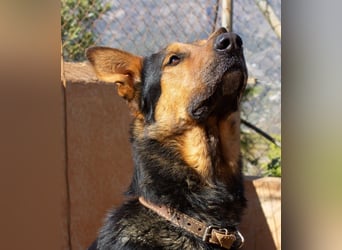 Göttlicher HORUS sucht seine Jünger