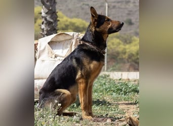 Göttlicher Horus sucht seine Jünger