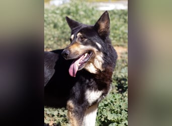 Hübscher Tanos sucht seine Menschen