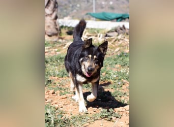 Hübscher Tanos sucht seine Menschen