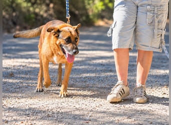 Alpha – dringend Körbchen gesucht