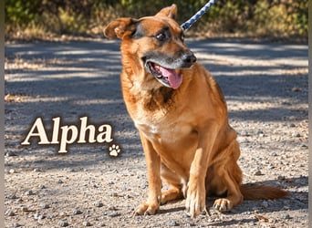 Alpha – dringend Körbchen gesucht