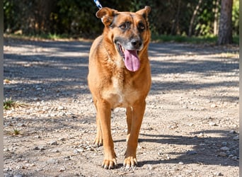 Alpha – dringend Körbchen gesucht