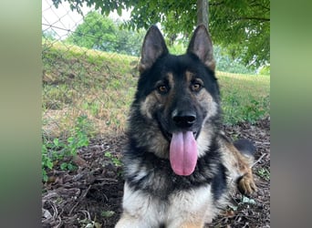 Astor ein wunderschöner Rüde
