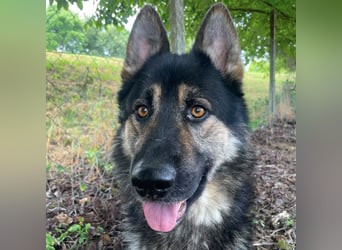 Astor ein wunderschöner Rüde