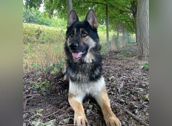 Astor ein wunderschöner Rüde