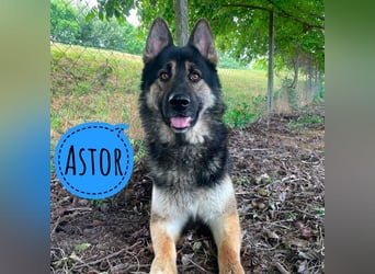 Astor ein wunderschöner Rüde