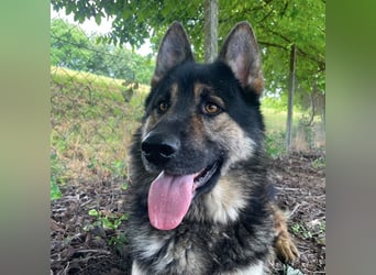 Astor ein wunderschöner Rüde
