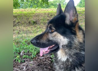 Astor ein wunderschöner Rüde