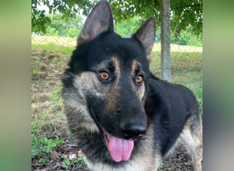 Astor ein wunderschöner Rüde