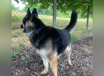 Astor ein wunderschöner Rüde