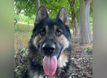 Astor ein wunderschöner Rüde