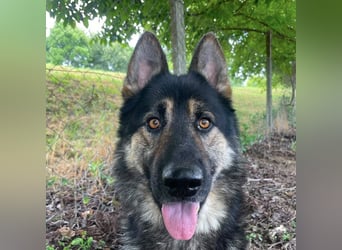 Astor ein wunderschöner Rüde