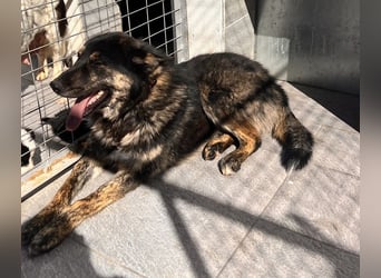 Aris - junger Schäferhund mit großem Herzen