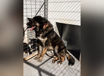 Aris - junger Schäferhund mit großem Herzen