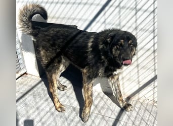 Aris - junger Schäferhund mit großem Herzen