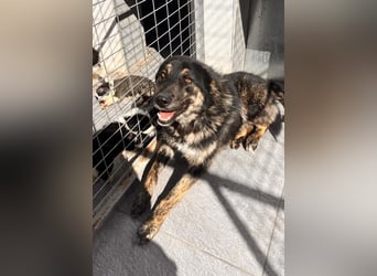 Aris - junger Schäferhund mit großem Herzen