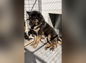 Aris - junger Schäferhund mit großem Herzen