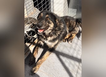 Aris - junger Schäferhund mit großem Herzen