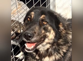 Aris - junger Schäferhund mit großem Herzen