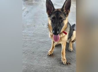 Bella - Schatz sucht Für-Immer-Familie