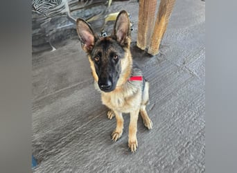 Bella - Schatz sucht Für-Immer-Familie