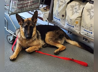 Bella - Schatz sucht Für-Immer-Familie